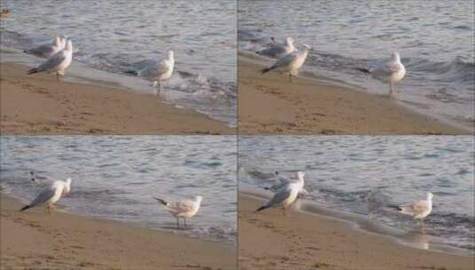 傍晚海滩上的海鸥高清在线视频素材下载