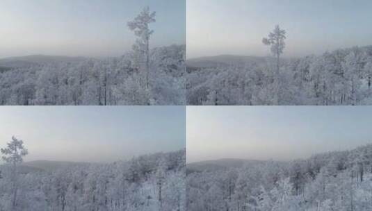 零下40度的低温航拍大兴安岭冰雪雾凇高清在线视频素材下载