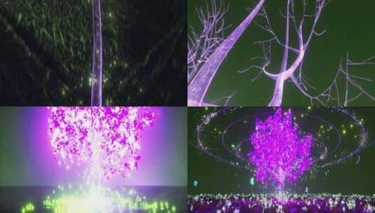 紫色梧桐树生长ZE22403高清在线视频素材下载