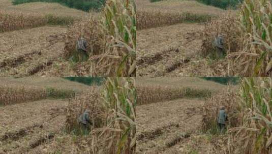 北方农村农田老妪老人老妇劳动掰苞米收玉米高清在线视频素材下载