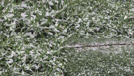 小雪中的农村麦地4K高清在线视频素材下载