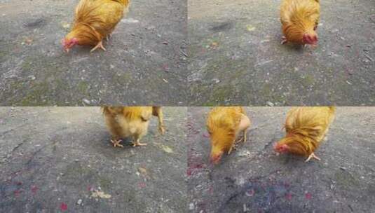 小鸡觅食慢镜头高清在线视频素材下载