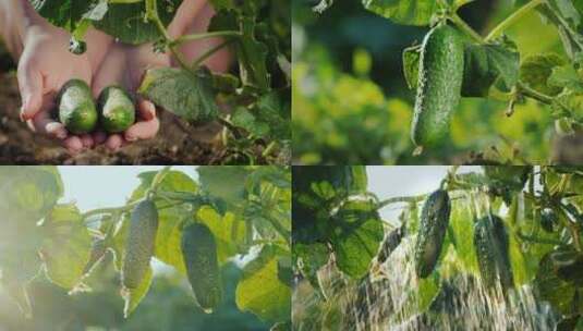 扶贫黄瓜黄瓜种植黄瓜特写现代农业高清在线视频素材下载