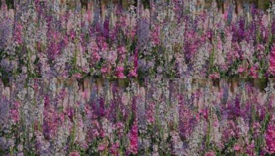 春天盛开的紫罗兰花田高清在线视频素材下载