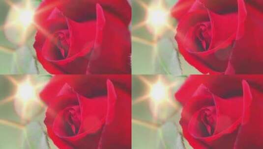 玫瑰花实拍高清在线视频素材下载