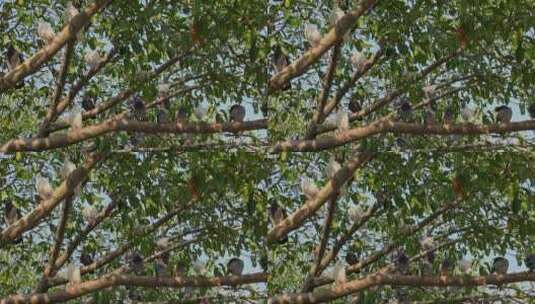 春天树上的鸽子高清在线视频素材下载