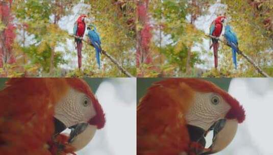 金刚鹦鹉在树上鹦鹉特写红色鹦鹉鸟类高清在线视频素材下载