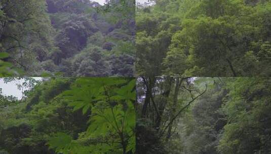 深山树林空镜高清在线视频素材下载