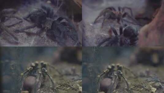 蜘蛛的盘丝洞高清在线视频素材下载