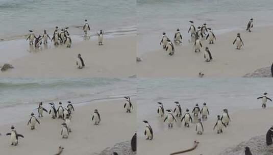 企鹅 南极洲 野生动物 企鹅群高清在线视频素材下载