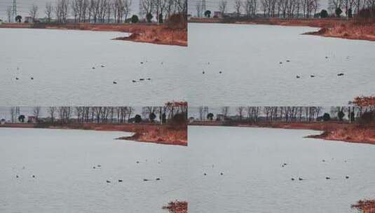 湖面上游泳的鸭群高清在线视频素材下载