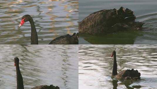 优雅水中黑天鹅高清在线视频素材下载