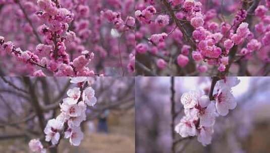 粉色桃花 桃花盛开高清在线视频素材下载