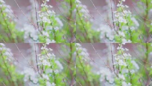 夏季清新绿叶白花空镜素材高清在线视频素材下载