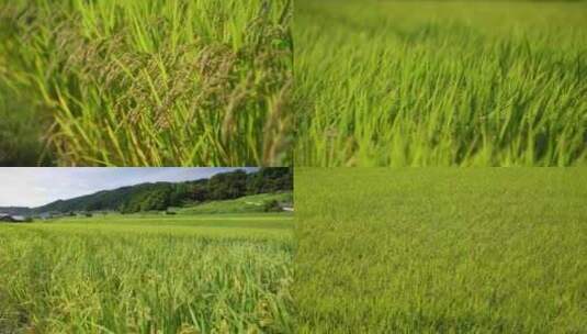 风吹过一望无际的稻田绿色稻田高清在线视频素材下载