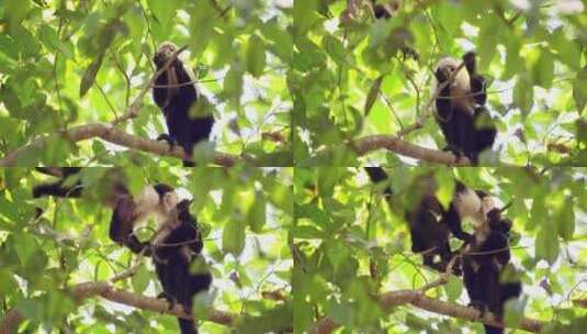 中美洲蜘蛛猴（saimiri oerstedii）以树上的叶子和植物为食高清在线视频素材下载