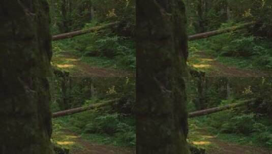 原始森林树木高清在线视频素材下载