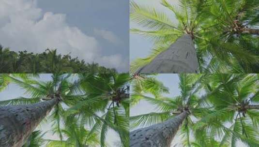 海南椰子树高清在线视频素材下载