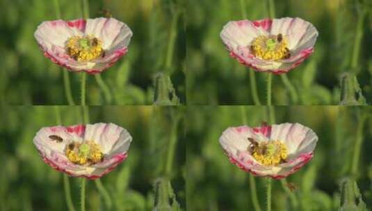 阳光中的花朵特写视频高清在线视频素材下载