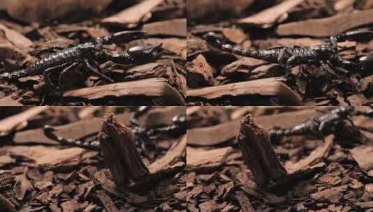 黑色蝎子独自行走特写高清在线视频素材下载