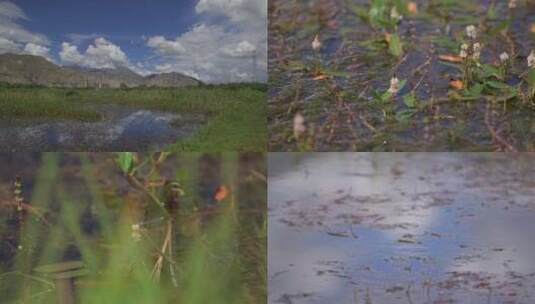 C花草湖自然生态系统4K实拍视频高清在线视频素材下载