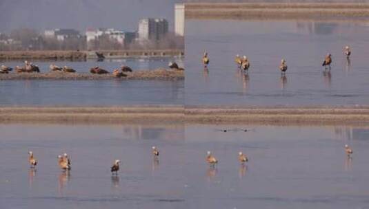 C拉鲁湿地鸭子4K实拍高清在线视频素材下载