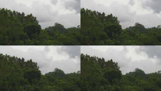 下雨天森林飞鸟树林一群鸟儿飞过松树林鸽子高清在线视频素材下载