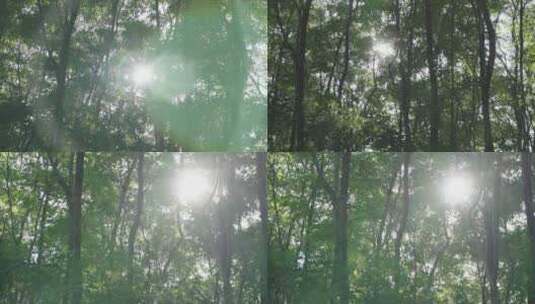 太阳透过树林照射下来高清在线视频素材下载