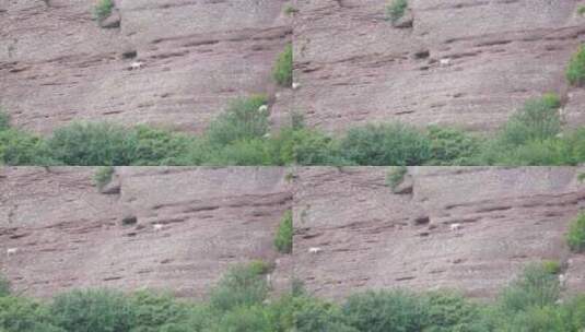 峭壁上的羊高清在线视频素材下载