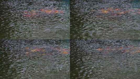 雨滴落在锦鲤鱼池上高清在线视频素材下载