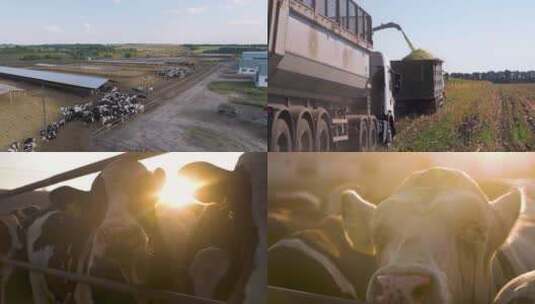 牧场 奶牛 养殖高清在线视频素材下载