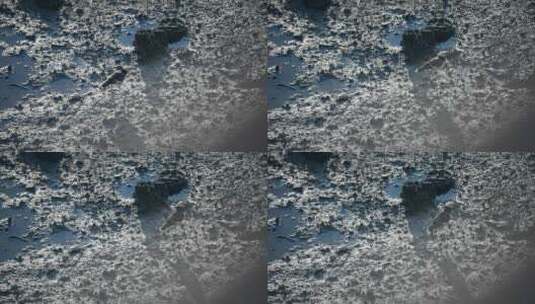 【正版素材】自然深圳生态黑领椋鸟高清在线视频素材下载