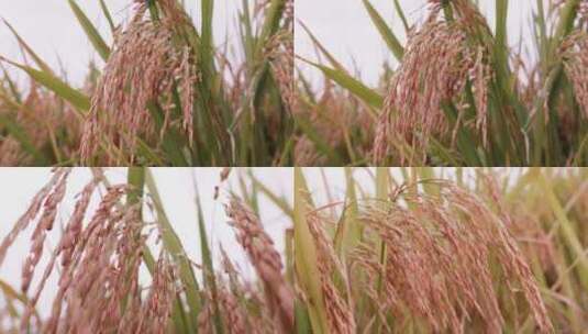 4k 实拍金黄色的水稻大丰收稻穗高清在线视频素材下载