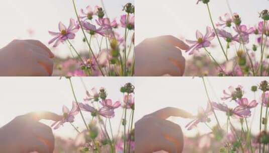 女人的指尖轻轻触碰盛开的花朵高清在线视频素材下载