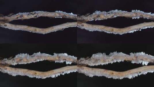 延时拍摄树枝快速结冰霜高清在线视频素材下载