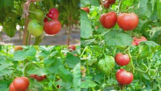 新鲜西红柿高清在线视频素材下载