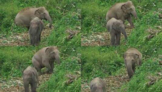 野生亚洲象实拍高清在线视频素材下载