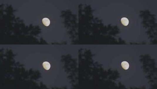 傍晚树梢上的月亮上弦月高清在线视频素材下载