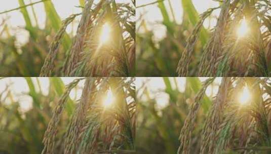 稻田稻谷稻穗水稻特写高清在线视频素材下载