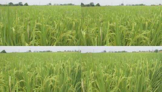 水稻小麦粮食庄稼五常大米丰收高清在线视频素材下载