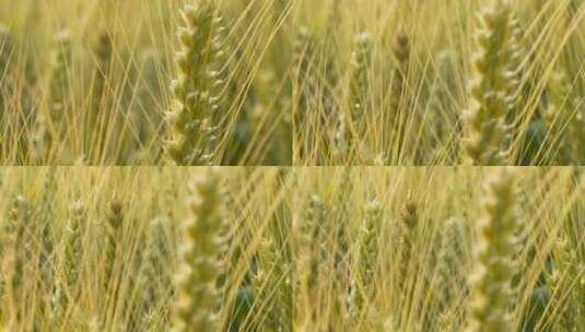 小麦穗麦芒特写微距焦点移动高清在线视频素材下载