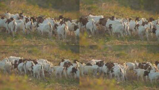 秋天清晨一群山羊草丛觅食高清在线视频素材下载