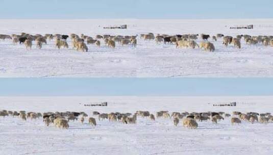 草原冬季羊群高清在线视频素材下载