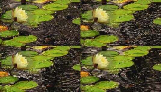 池塘里的白莲花高清在线视频素材下载