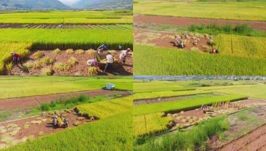 丰收季节十月秋天乡村水稻农田农民收割航拍高清在线视频素材下载