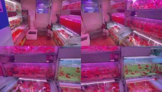 水族馆鱼缸里的观赏鱼高清在线视频素材下载