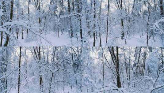 航拍像童话背景般的冬季森林白雪皑皑的树枝高清在线视频素材下载