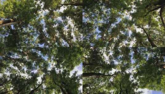 旋转着仰拍蓝天下的树木树冠高清在线视频素材下载