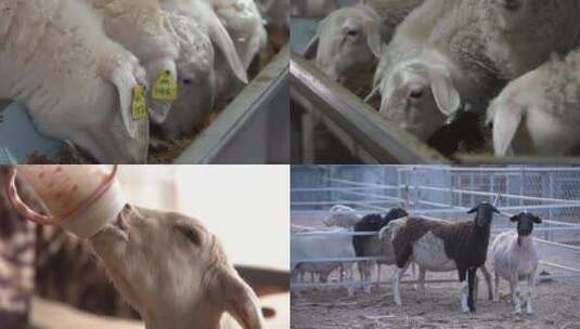 养羊场 山羊 绵阳  小羊吃奶高清在线视频素材下载
