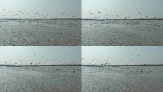 岳阳东洞庭湖保护区候鸟迁徙高清在线视频素材下载